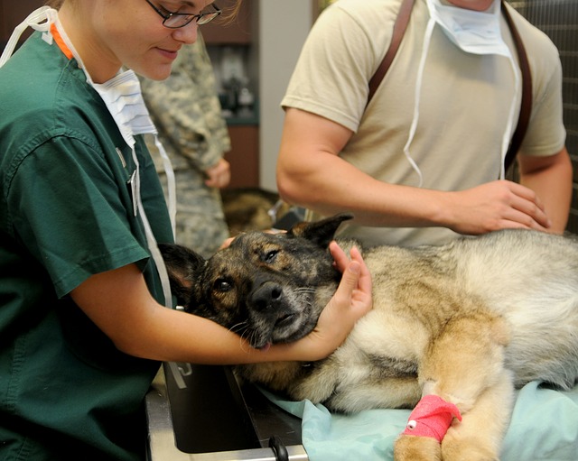 ветеринарное страхование животных